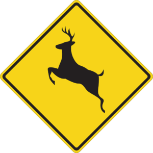How to lower your risk for a deer collision in Ohio